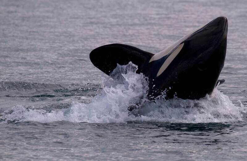 Victoria BC: 3-Hour Whale Watching Expedition - The Main Targets: Orcas, Humpbacks, Minke, and Gray Whales