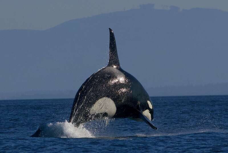 Victoria BC: 3-Hour Whale Watching Expedition - Beyond Whales: Seals, Sea Lions, Otters, and Marine Birds