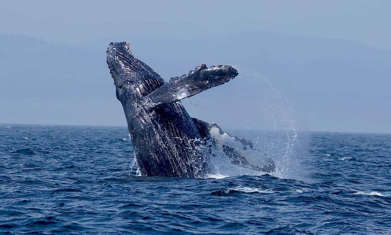 Victoria BC: 3-Hour Whale Watching Expedition - The Onboard Experience: Jackets, Drinks, and What to Expect When Conditions Turn