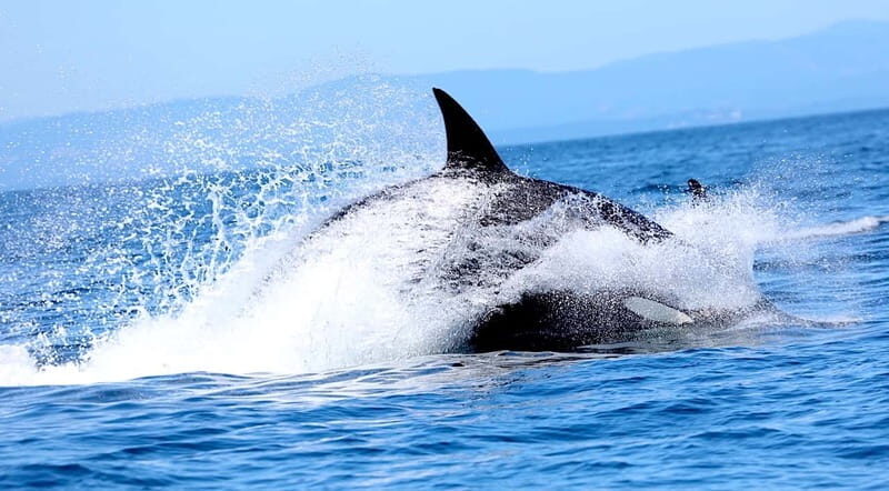 Victoria BC: 3-Hour Whale Watching Expedition - Price and Value: What $130 Buys in Victoria