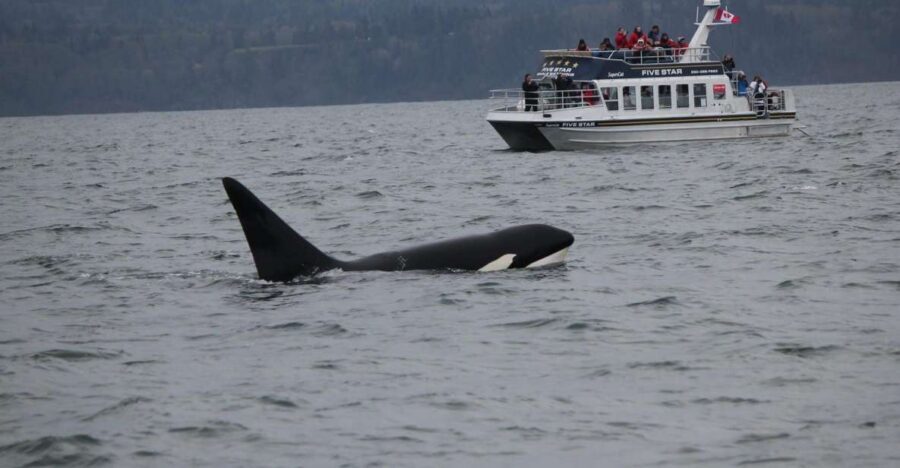 Victoria BC: 3-Hour Whale Watching Expedition - Quick Practical Tip: How to Get Better Viewing During the Search