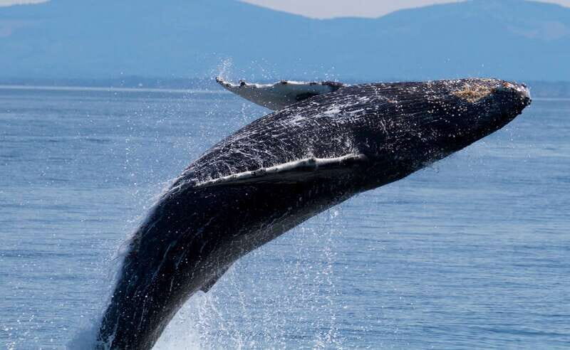 Victoria BC: 3-Hour Whale Watching Expedition - How the Crew Finds Whales: Salish Sea Feeding Areas and Expert Tracking