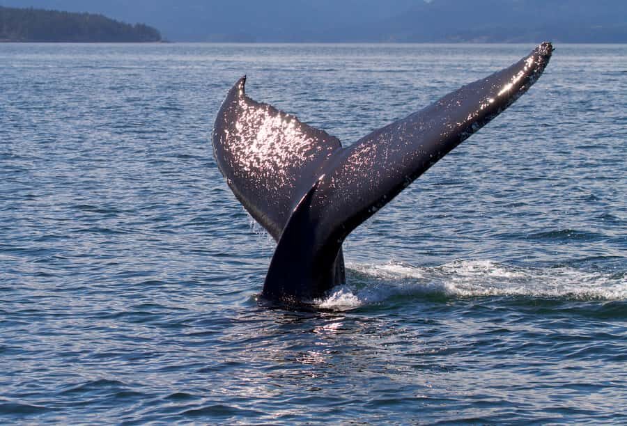 Victoria, BC: Sunset Whale Watching Tour - Key things to know before you go