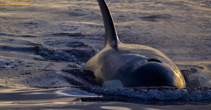 Victoria, BC: Sunset Whale Watching Tour - Should you book Five Star Charters’ sunset whale watch?