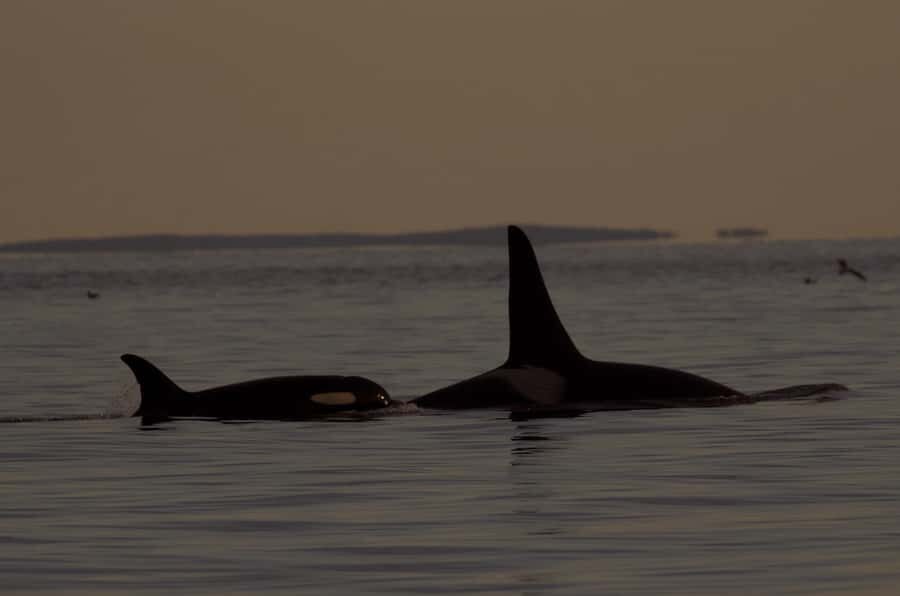 Victoria, BC: Sunset Whale Watching Tour - Sunset on the Salish Sea: why this timing works