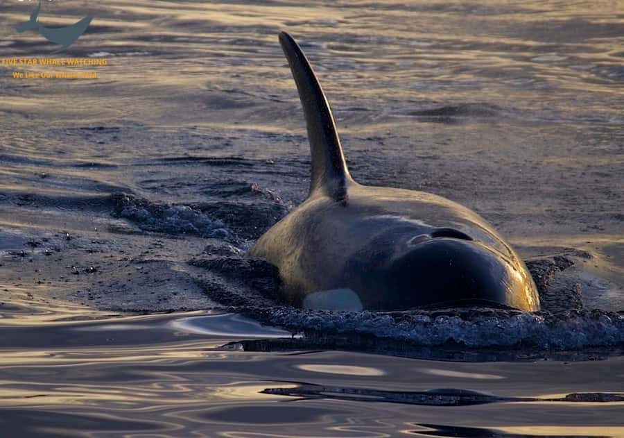 Victoria, BC: Sunset Whale Watching Tour - The Marine Naturalists talk: the part that makes you a better spotter