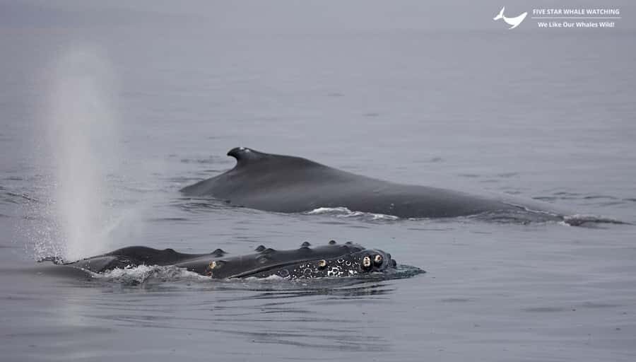 Victoria, BC: Sunset Whale Watching Tour - Wildlife beyond whales: seals, sea lions, otters, and birds