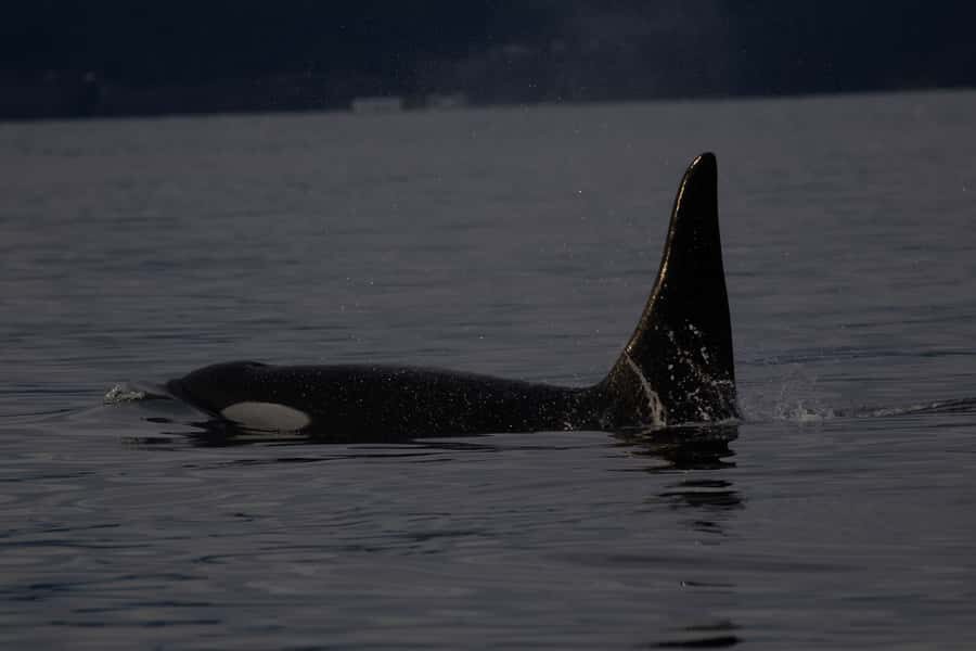 Victoria, BC: Sunset Whale Watching Tour - Sunset views and why the weather matters more than you think