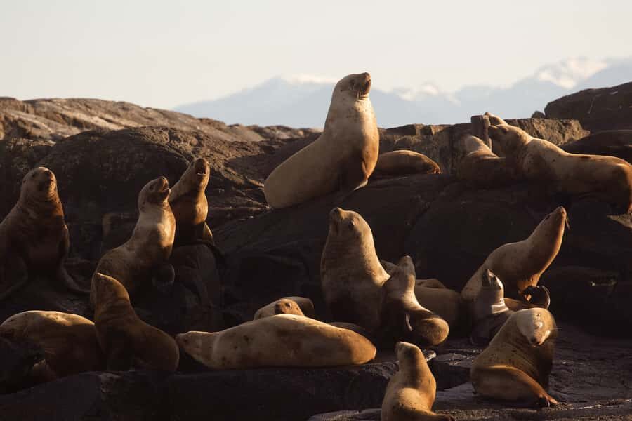 Victoria, BC: Sunset Whale Watching Tour - What you get for $130: where the value is