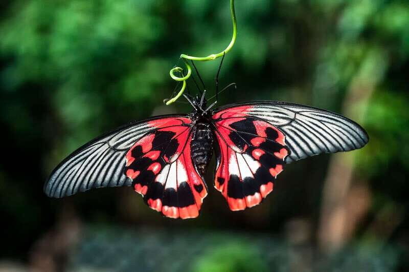 Victoria: Butterfly Gardens Admission Ticket - The insectarium: your chance to spot the “small stuff”