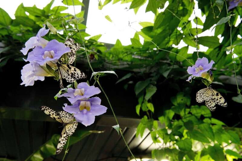 Victoria: Butterfly Gardens Admission Ticket - Tropical gardens, carnivorous plants, and a stream with an indoor waterfall