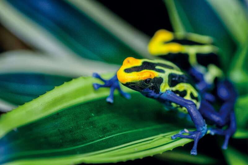 Victoria: Butterfly Gardens Admission Ticket - What you’ll see: butterflies, birds, poison dart frogs, and more