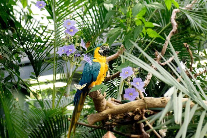 Victoria Butterfly Gardens Ticket - Quick hits before you go