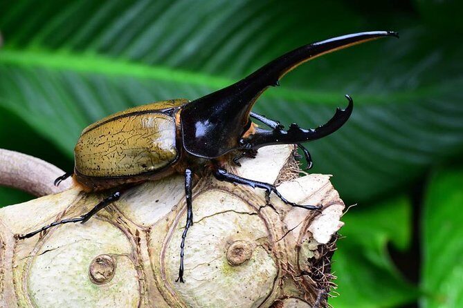 Victoria Butterfly Gardens Ticket - A Tropical Walk in Victoria That Feels Like a Side Door to Rainforest Life