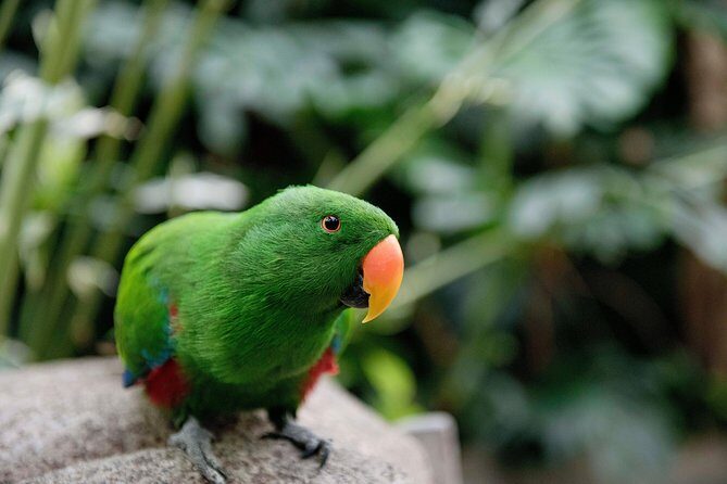 Victoria Butterfly Gardens Ticket - Insectarium and Butterfly Stages: Learning Without Turning It Into a Lecture