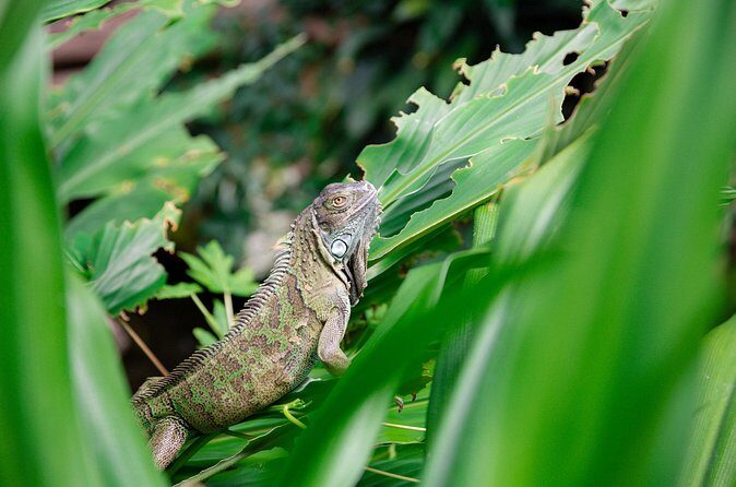 Victoria Butterfly Gardens Ticket - Plan Your Time: How to Get 45 Minutes vs 2 Hours