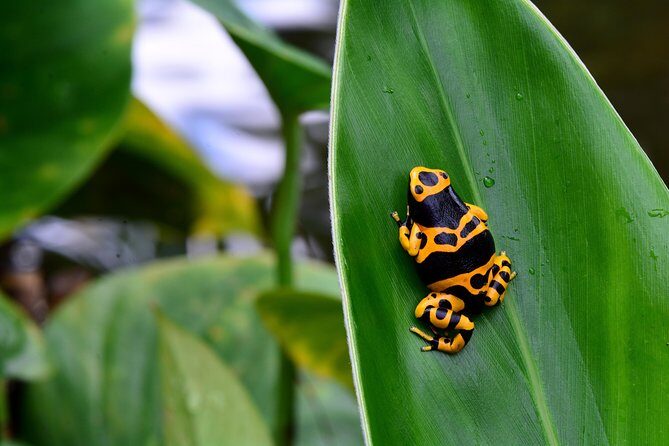 Victoria Butterfly Gardens Ticket - The Humidity Reality: What to Wear for Comfort