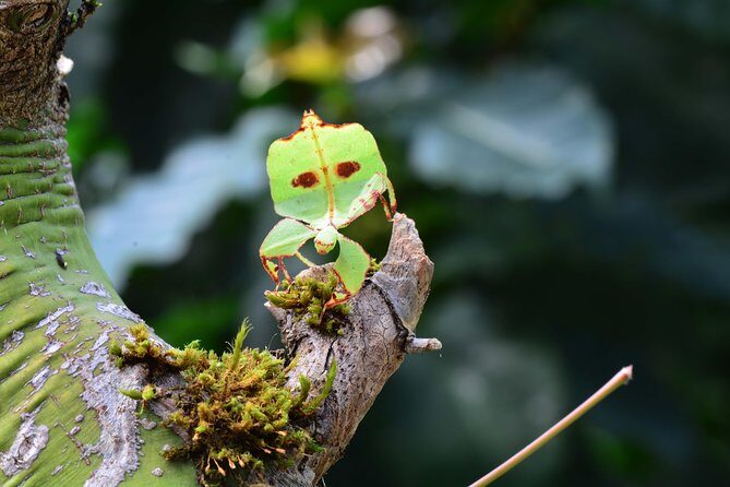 Victoria Butterfly Gardens Ticket - Price and Value: Is $15.77 Worth It?