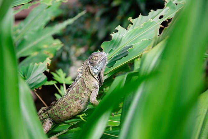 Victoria Butterfly Gardens Ticket - When to Go: Hours, Timing, and Booking Ahead