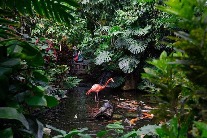 Victoria Butterfly Gardens Ticket - What You’ll See in the Gardens: Frogs, Turtles, Birds, and the Butterflies Overhead