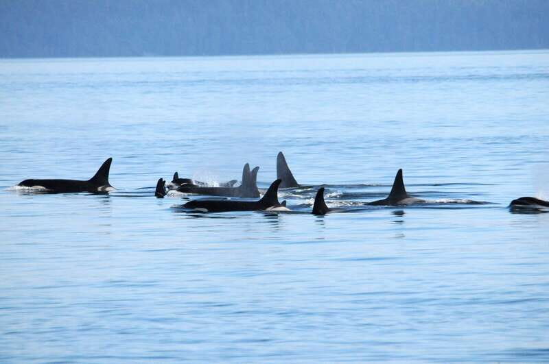 Victoria: Covered Whale Watching Adventure with Free Photos - Key Points Before You Go