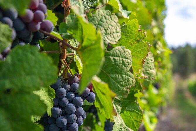 Victoria Grapes to Grains Full Day Guided Tour - Stop 4: Unsworth Vineyards Tasting Room in a Secret-Garden Setting