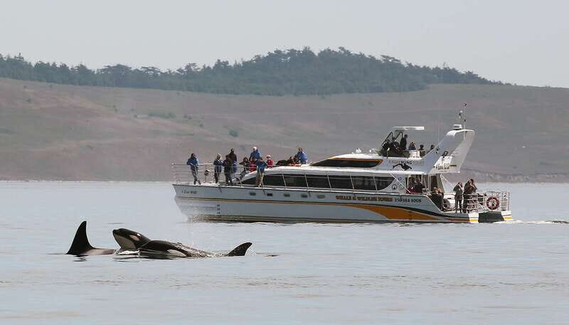 Victoria: Guided Wildlife-Watching Tour by Catamaran - Key things I’d bet on before you book