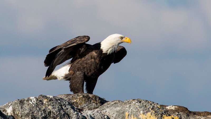 Victoria: Guided Wildlife-Watching Tour by Catamaran - Boarding at Fisherman’s Wharf: start point you can actually find