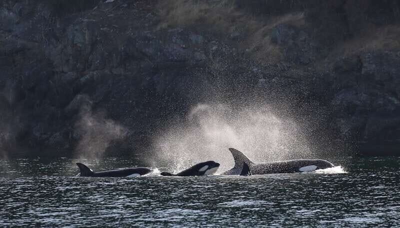 Victoria: Guided Wildlife-Watching Tour by Catamaran - What you’re likely to spot fast: birds, seals, sea lions, porpoises