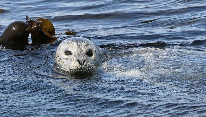 Victoria: Guided Wildlife-Watching Tour by Catamaran - Whale odds in fall: how you get a shot at hearing them