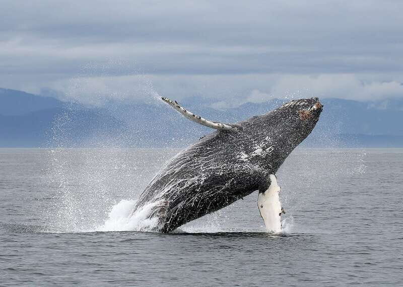 Victoria: Guided Wildlife-Watching Tour by Catamaran - When the captain hears whales: the “extra time” factor