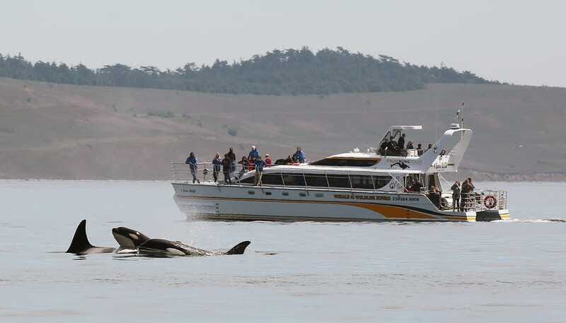 Victoria: Guided Wildlife-Watching Tour by Catamaran - Weather season notes: Nov 1 to Apr 30 boat and timing changes