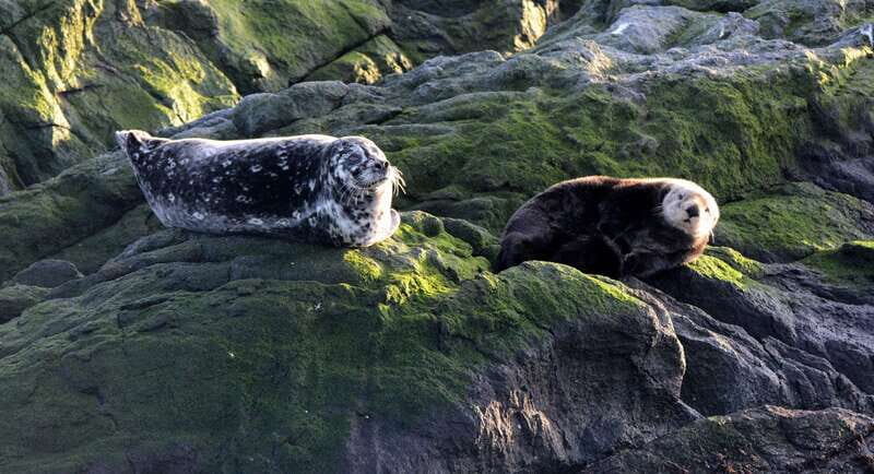 Victoria: Guided Wildlife-Watching Tour by Catamaran - What’s included (and why it matters for your time)
