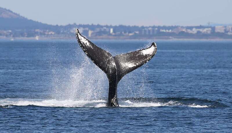 Victoria: Guided Wildlife-Watching Tour by Catamaran - Price and value: does $95 make sense here?