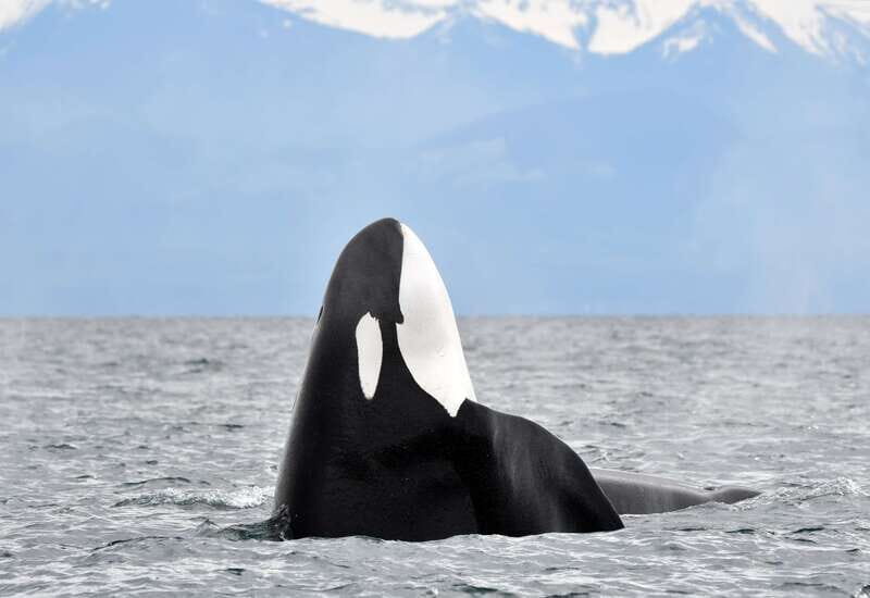Victoria: Guided Wildlife-Watching Tour by Catamaran - Cruise rhythm on a catamaran: what the 3-hour outing really feels like