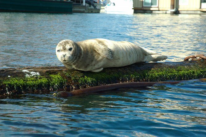 Victoria Harbour Kayak Tour - Victoria Harbour Kayak Tour: Key Things You’ll Notice Right Away