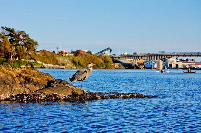 Victoria Harbour Kayak Tour - Downtown Views That Feel Like a Secret Route