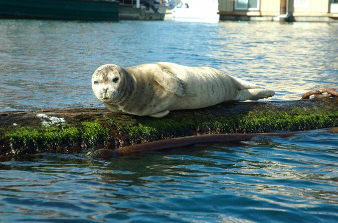 Victoria Harbour Kayak Tour - Guides and Safety: Calm, Helpful, and Actually Hands-On