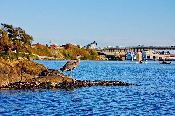 Victoria Harbour Kayak Tour - Fitness Reality Check: What Upper-Body Strength Means in Practice
