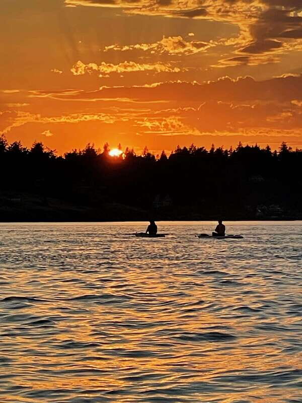 Victoria: Marine Wildlife Guided SUP Adventure - Price and value: why $54 for 90 minutes can make sense