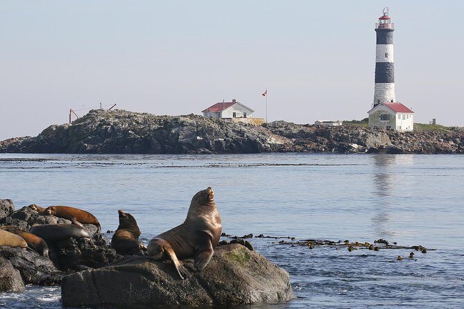 Victoria Marine Wildlife Tour - Key highlights you’ll feel right away