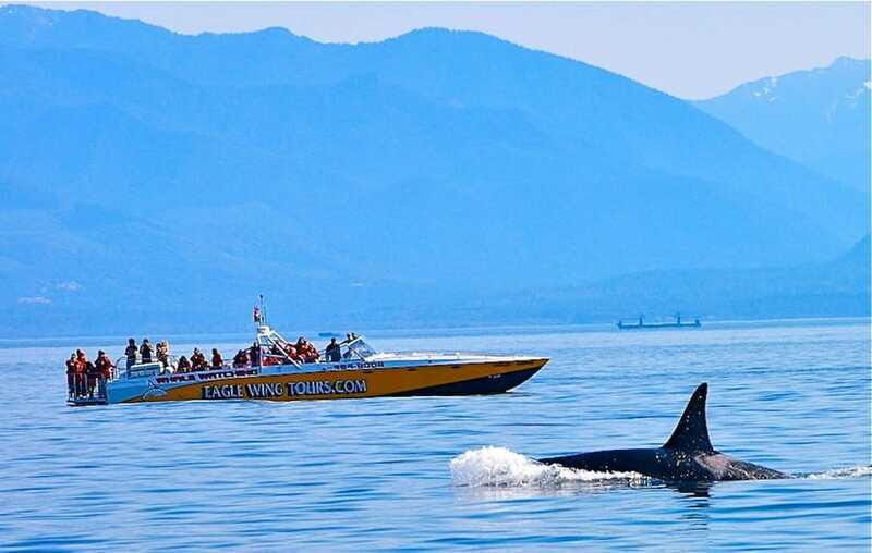 Victoria: Morning Whale-Watching Tour in Scarab Boat - Warm gear, sun protection, and the comfort you’ll appreciate later