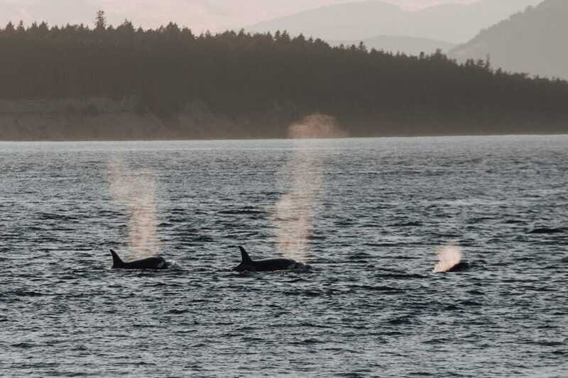 Victoria: Morning Whale-Watching Tour in Scarab Boat - Price and value: what $136 buys you in real terms