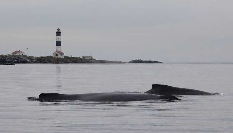 Victoria: Morning Whale-Watching Tour in Scarab Boat - Who this Victoria whale-watching tour suits best