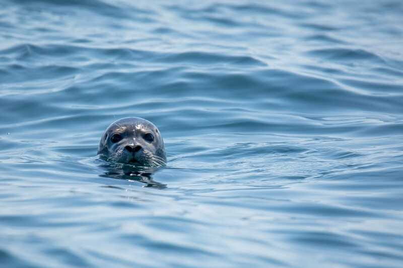 Victoria: Morning Whale-Watching Tour in Scarab Boat - Should you book the Morning Whale-Watching Tour in Scarab Boat?