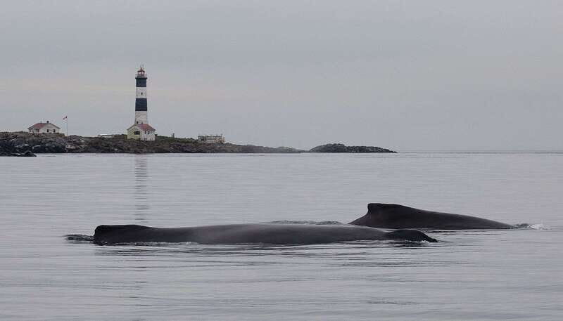 Victoria: Morning Whale-Watching Tour in Scarab Boat - Meeting at the dock by Jackson’s Ice Cream (and how to avoid a hassle)