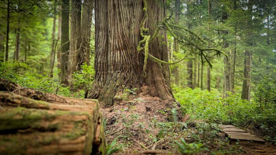 Victoria: Old Growth Rainforest Canyon Waterfall and Beaches - Why Port Renfrew Beats the Tofino Rush for a West Coast Day