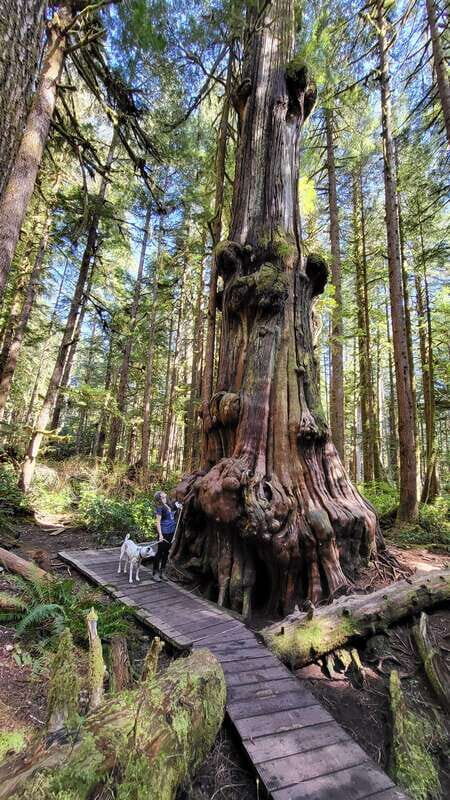 Victoria: Old Growth Rainforest Canyon Waterfall and Beaches - Jurassic Grove / Upper Avatar Grove: 1000-Year-Old Cedars