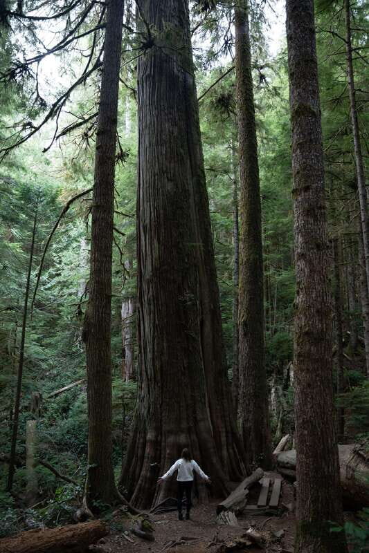 Victoria: Old Growth Rainforest Canyon Waterfall and Beaches - Mystic Falls Beach Walk: The 20-Meter Cliff Moment