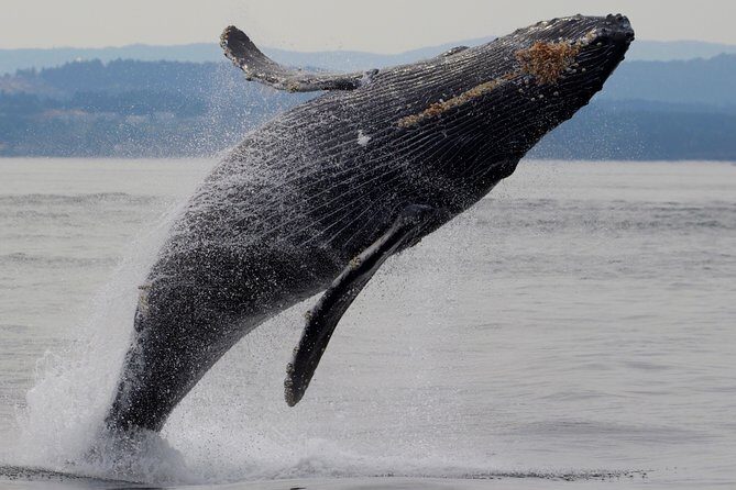 Victoria Shore Excursion: Whale-Watching Cruise with Expert Naturalist Guides - Meeting at Victoria Harbour Airport: Simple Start, Smooth Boarding